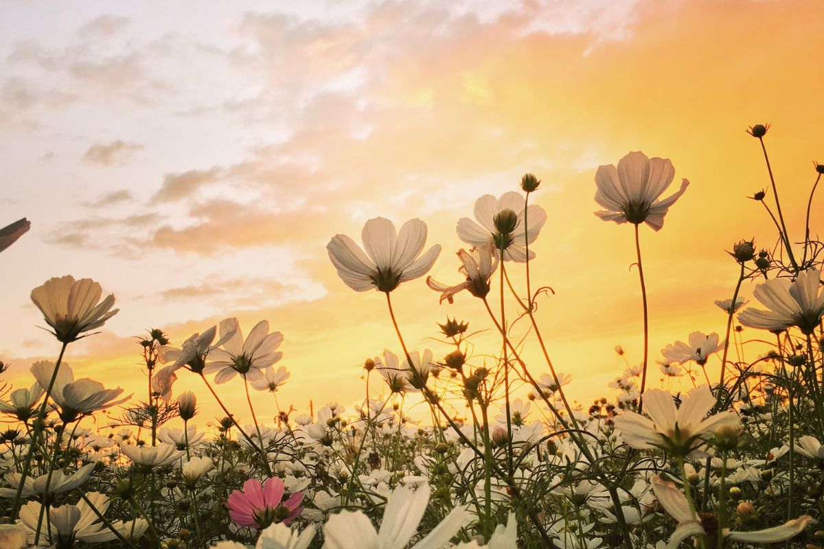 Spring flowers seen from a low angle with sunset in background