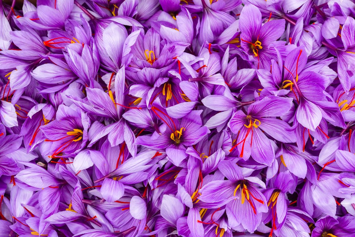 close up of harvested saffron flowers